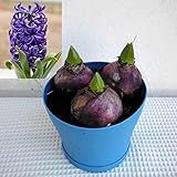 ヒヤシンス：ブルーパール3球植え4号ポット 2個セット[冬に咲く香り高いヒヤシンス！] ノーブランド品