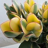 【ノーブランド品】金のなる木（カゲツ）：キラメキ5号鉢植え[大人気！縁起の良い花月・斑入り]