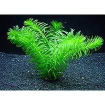 51unHhlKRPL._AC_UL210_SR210,