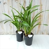 予約販売2月下旬以降発送 ニホンミツバチ誘引蘭 東洋蘭 ミスマフェット 花芽つき 金稜辺 キンリョウヘン 4号