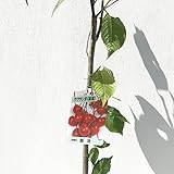 サクランボ 苗木 暖地桜桃 12cmポット苗 さくらんぼ 苗