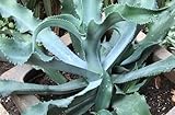 Agave gypsophila - Gypsum Century Plant - 10 seeds