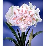 アマリリス大輪八重咲き：ニンフ1球[春植え球根・豪華な花姿が楽しめる！] ノーブランド品