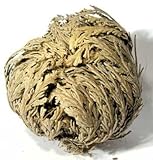 6 Rose of Jericho Flowers ~ Resurrection Flower! by AzureGreen