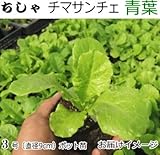 チマサンチュ 青葉 苗 5ポットセット
