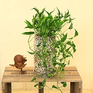 Amazon 観葉植物 ポトス テルノシャングリラ オーシャニック陶器鉢 受皿付 観葉植物 オンライン通販