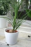 【ラッピング代込】　観葉植物　子ぶたのしっぽ（とっくりらん）　4寸鉢　【ギフト】