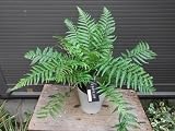 ディクソニア アンタルクティカ 5号 シダ植物