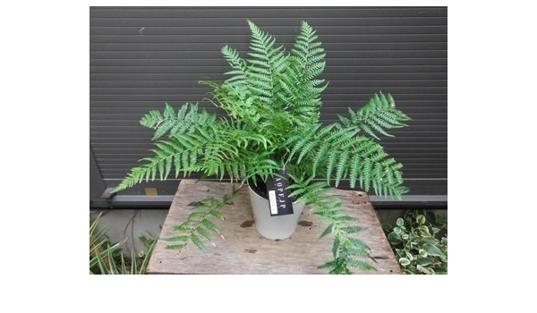 Amazon Co Jp ディクソニア アンタルクティカ 5号 シダ植物 ホーム キッチン