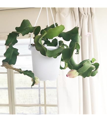 Amazon｜観葉植物 リプサリス パラドクサ 5号 吊り鉢 吊り下げ