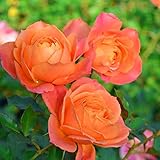 バラ苗 京成バラ 【ディズニーランドローズ (FL) 中輪 四季咲き】 2年生接木大苗 （スリット鉢）