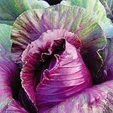 【メール便配送】　国華園　野菜たね　キャベツ　F1やわらかレッド　1袋(2ml)【※発送が国華園からの場合のみ正規品です】