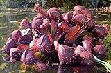 Sarracenia psittacina Gulf Giant - parrot pitcher plant Gulf Coast Giant - 5 seeds