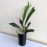 【ノーブランド品】ビカクシダ：10.5cmロング陶器鉢入り／ウエーブ黒