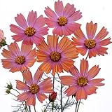 コスモス キャンパス　オレンジ ３ポットセット コスモス祭り・3つでの価格です！