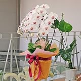 開業祝い 開店祝いのお花 胡蝶蘭 生花ギフト 3本立 赤リップ Lサイズ エーデルワイス 花工房