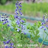 宿根草:青花センダイハギ(ムラサキセンダイハギ) 9cmポット苗【紫桜館山の花屋】