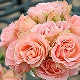 バラ苗 ロマンティックレース 国産大苗6号スリット鉢 フロリバンダ(FL) 四季咲き中輪 ピンク系