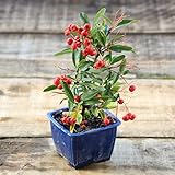 苗：ピラカンサ