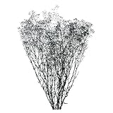 大地農園 プリザーブドフラワー ソフトミニカスミ草(22g入り) DO000010-895