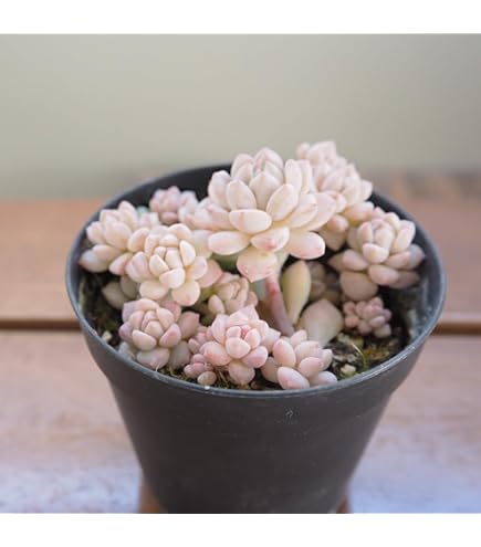Amazon｜多肉植物 swkエケベリア 二瓶リンゼアナ 実生 多肉植物