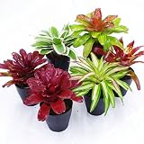 (株)赤塚植物園 ネオレゲリア 5号 スペシャルセレクション