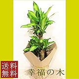 観葉植物/幸福の木 7号