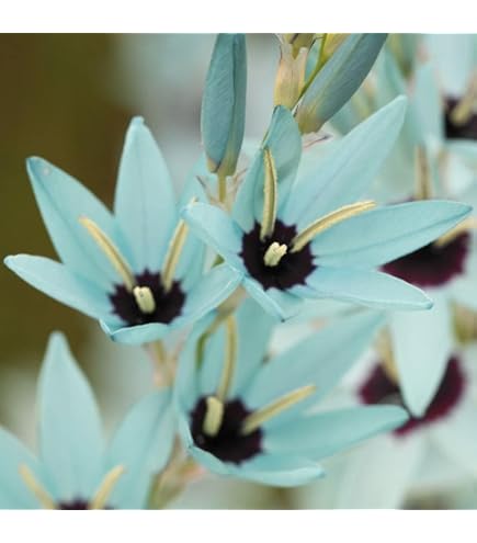 Amazon.co.jp: カフェオレディナープレート ダリア球根、植物、根、花
