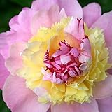 ピオニー（洋種しゃくやく）：ソルベッド裸苗袋詰め[芍薬]