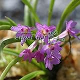 フジイラン2号ポット 2株セット ノーブランド品