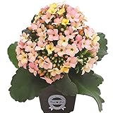 カランコエ：ディスコディップ3号ポット 2株セット[花色が変化する！] ノーブランド品