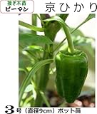 ピーマン苗 京ひかり（接ぎ木直径9cmポット苗）３ポットセット