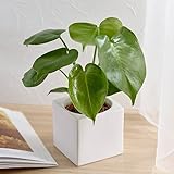 お手入れかんたん 観葉植物「モンステラ（スクエアホワイト）」日比谷花壇
