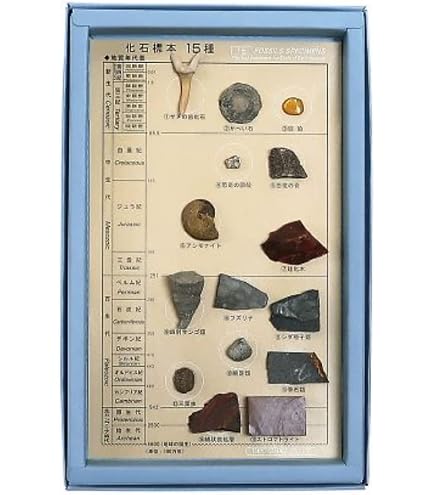 Amazon.co.jp: 化石標本（化石標本12種） /3-654-03 : おもちゃ