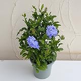 プルンバーゴ[プランバーゴ]（ルリマツリ）：ブルー5号鉢植え ノーブランド品