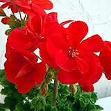 ゼラニウム[栄養系]：pacクオリティ　ビクター11cmポット 2株セット ノーブランド品