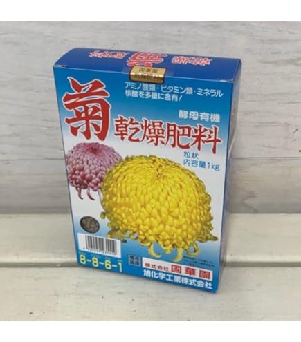 菊水大型タイプ 実生 鉢植えメルカリ便送料込み 菊水 大型タイプ 実生 鉢植えメルカリ便送料込み