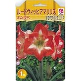 巨大輪一重咲きアマリリス ミネルバ 1球