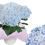 ハッピーガーデン 母の日 アジサイ 鉢植え 手まり手まりブルー 5号鉢
