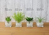 観葉植物 ミニ フェイク 造花 ♪ウォーターキューブ/多肉植物シリーズ＜チランジア＞♪ 【prm】インテリアグリーン フェイクグリーン アーティフィシャル 開店祝い 新築祝い ギフト 模様替え 店舗内
