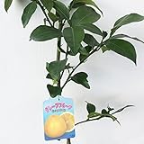 グレープフルーツ 苗木 グレープフルーツ（白実） 13.5cmポット苗 グレープフルーツ苗