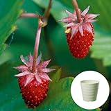 ワイルドストロベリー 赤 いちご 栽培 セット/ハーブ / 軽量 プラスチック 鉢 プランター/アイボリー