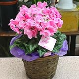 シクラメン鉢植え ピンク 香りのよい 「ファルバラローズ」 かご付き