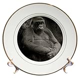 ロニ・チャステイン・フォトグラフィー写真 – ブラックとホワイトの画像Gorilla – プレート 8" ブラック cp_203172_1
