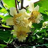 キウイ 香緑 (メス) ・ トムリ (オス) 樹高80cm前後 交配品種2本セット