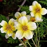 ☆ 宿根草ウインターコスモス イエローキューピッド1株