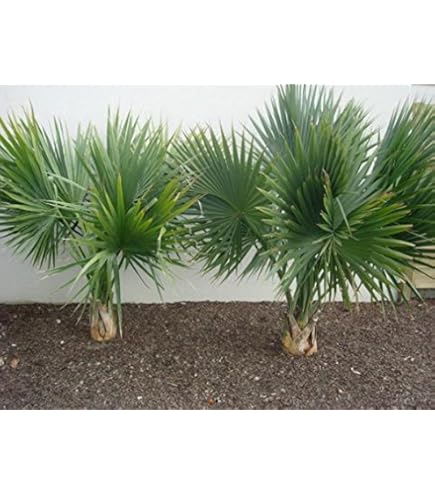 Amazon.co.jp: 【観葉植物／種子】 Hyophorbe Verschaffeltii