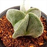 guサボテン 鸞鳳玉 多肉植物 7.5cmポット