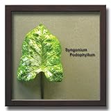 「Syngonium Podophyllum」【リーフコレクション】(リーフインテリアフレーム)【人工観葉植物フレーム】[絵画通販]【絵のある暮らし】