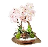 花由 盆栽 桜 さくら咲く 南殿桜と旭山桜の創作盆栽 産地直送 1/6～3/31で配達日指定OK